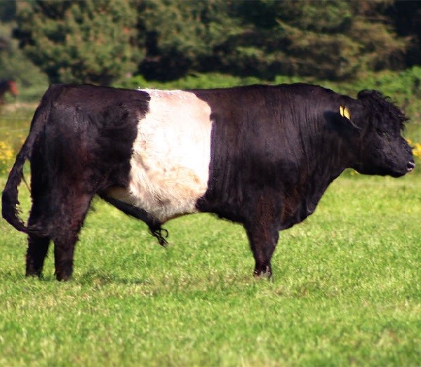 Belted Galloway