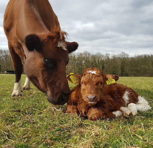 Razza bovina Brandrood