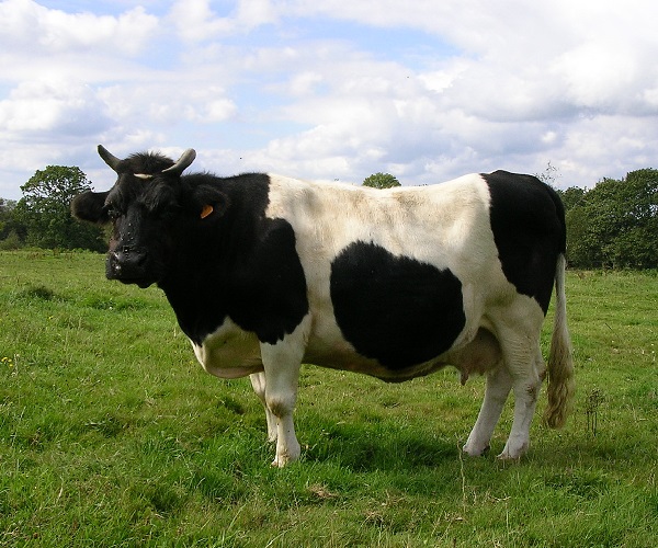 Vacche di razza Bretone Pezzata Nera