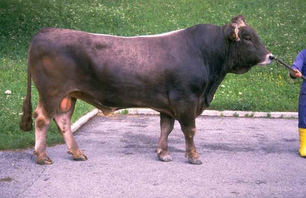 Toro di razza Bruna Austriaca