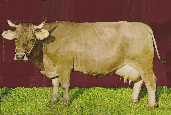 Vacca di razza Bruna Austriaca anni '70 