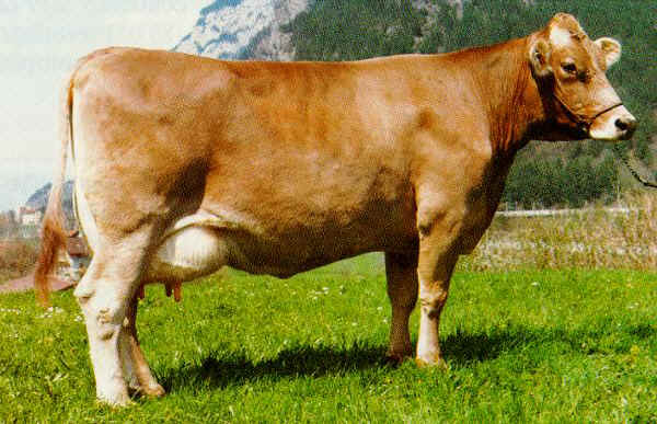 Vacca di razza Bruna Svizzera