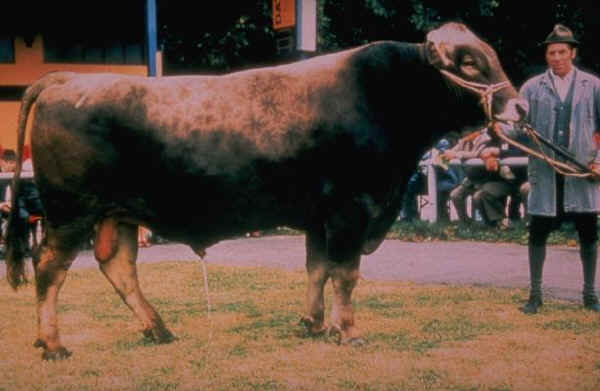 Toro di razza Bruna Tedesca 