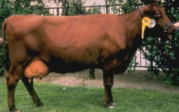 Estonian Red Cattle