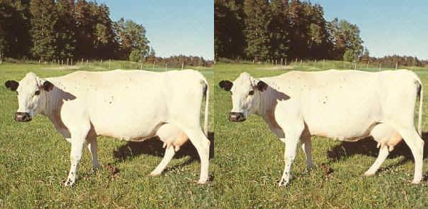 Vacca di razza Swedish Mountain Cattle