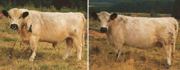 Toro e vacca di razza Galloway White 