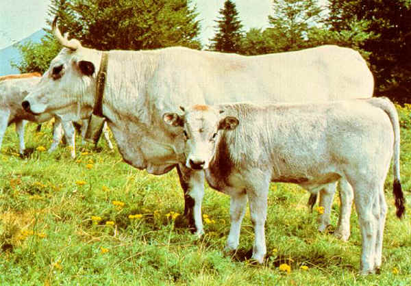 Vacca e vitello di razza Gasconne