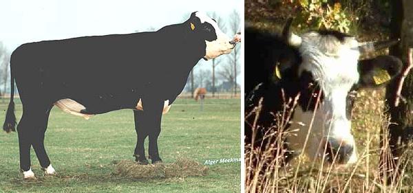 Toro di razza Groningen Nera Testa Bianca