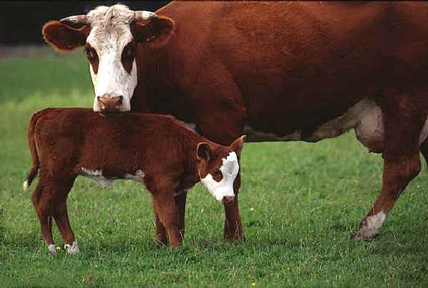 Vacche di razza Groningen Rossa Testa Bianca
