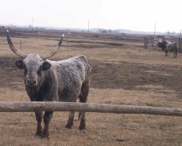 Tori di razza Hungarian Steppe