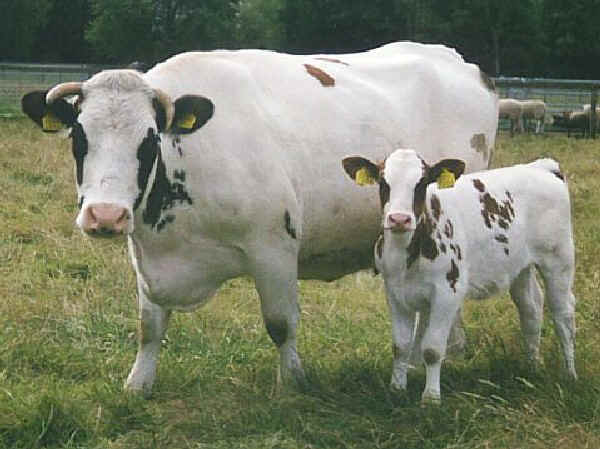 Vacca e vitello di razza Mosa Reno Yssel MRY