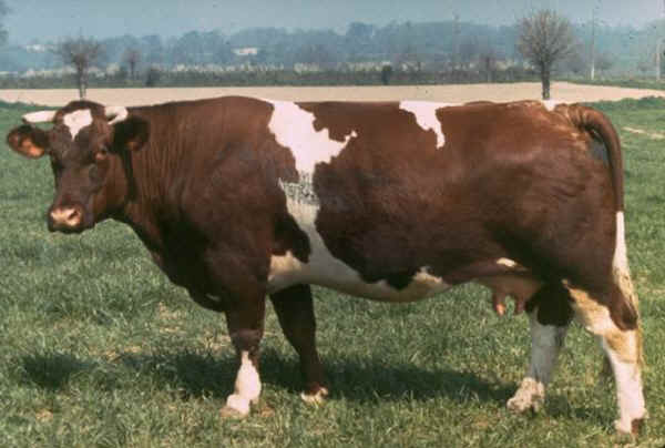 Vacca di razza Maine Anjou