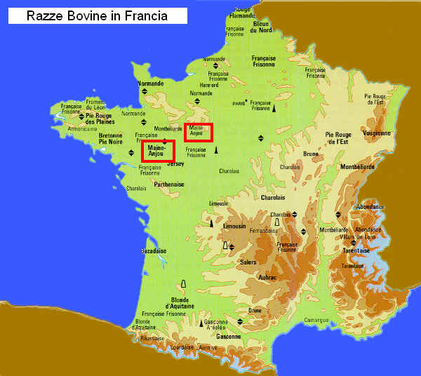 Zona di allevamento della razza Maine Anjou in Francia