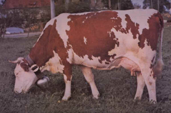 Vacca di razza Mont Béliarde