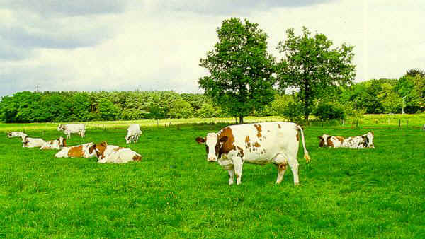 Bovine di razza Pezzata Rossa Belga al pascolo 