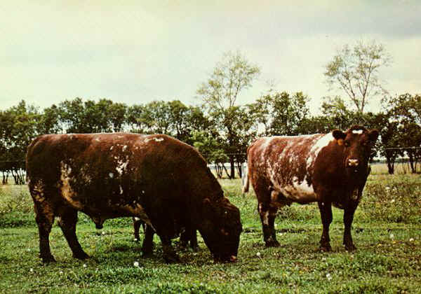 Toro e vacca di razza Milking Shorthorn
