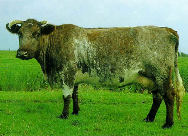 Vacca di razza Milking Shorthorn