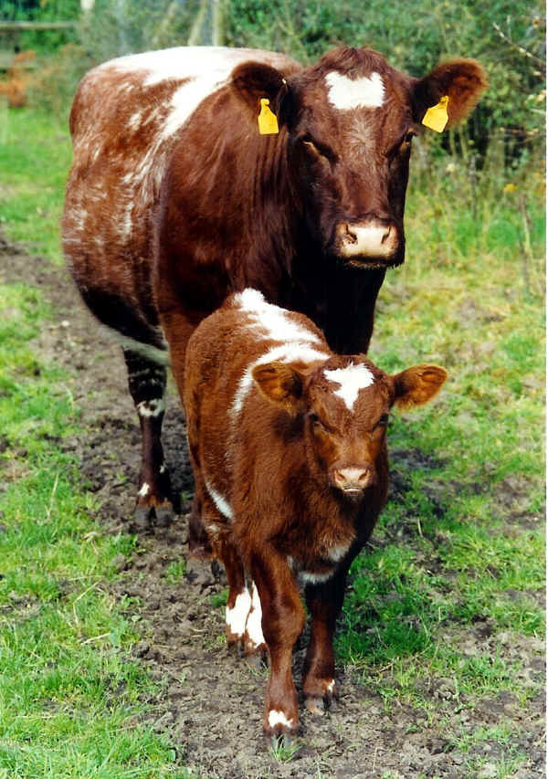 Vacca con vitello di razza Shorthorn Tedesco