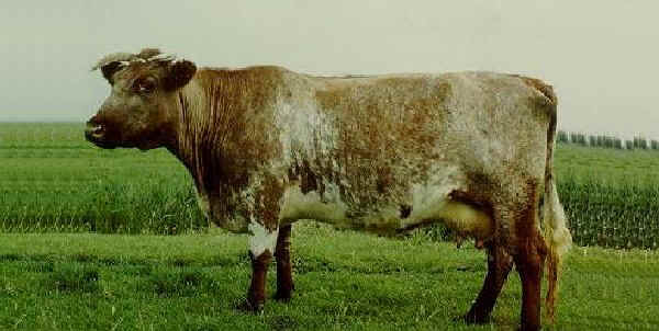 Vacca di razza Shorthorn Tedesco
