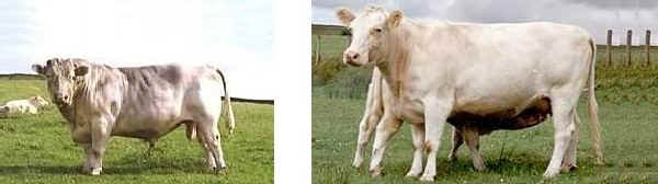 Toro e vacca di razza Shorthorn Whitebred