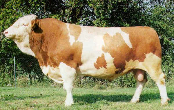 Toro di razza Simmental Austriaca