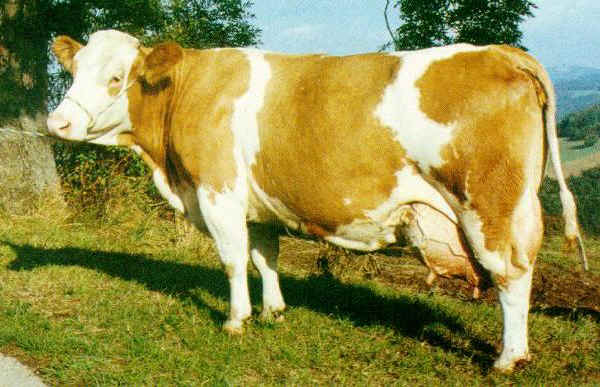 Vacca di razza Simmental Austriaca