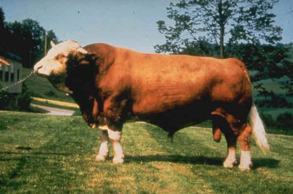 Toro di razza Simmental Tedesca