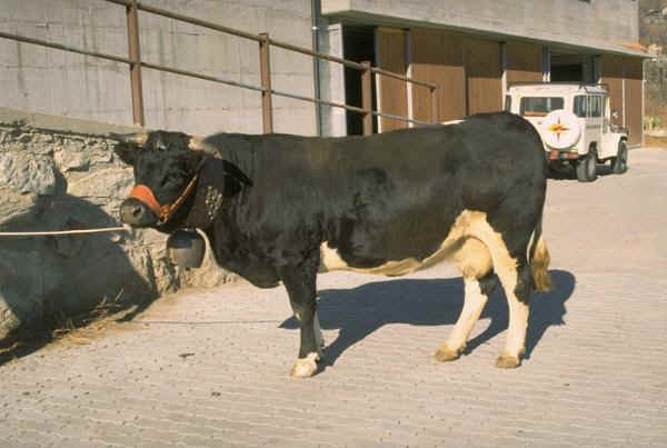 Valdostana Pezzata Nera