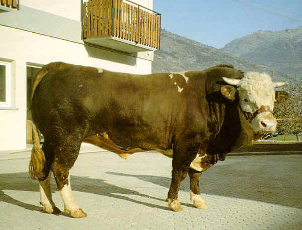 Toro di razza Valdostana Pezzata Rossa