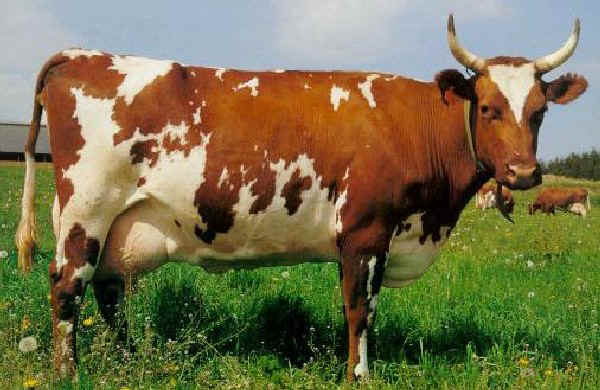 Vacca di razza Ayrshire