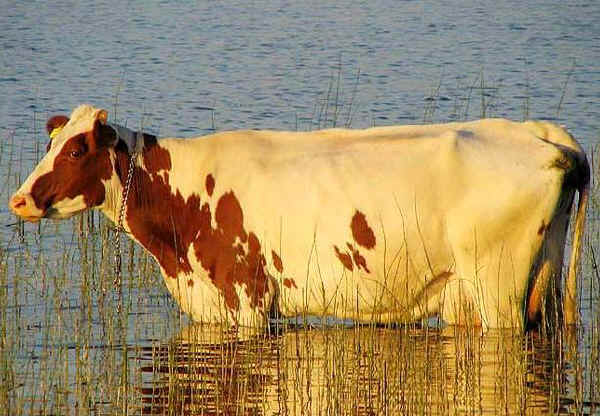 Vacca di razza Finnish Ayrshire Danese