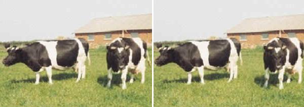 Vacche di razza Bianca e nera Danese