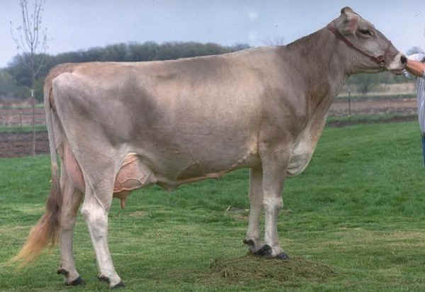 Vacca di razza Brown Swiss Americana