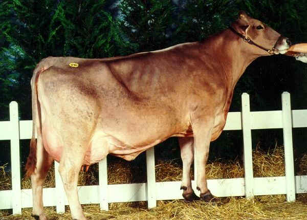 Vacca di razza Bruna Italiana