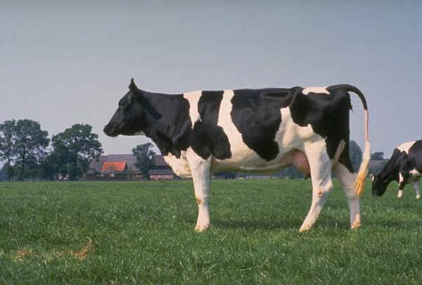 Vacca di razza Frisona Olandese attuale