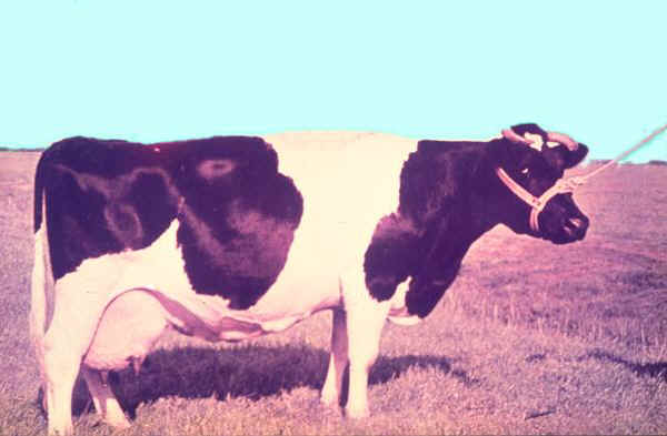 Vacca di razza Frisona Olandese storica (anni '70)
