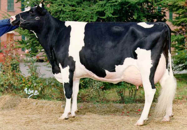 Vacca di razza Frisona Italiana 