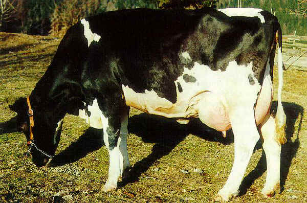 Vacca di razza Frisona Austriaca