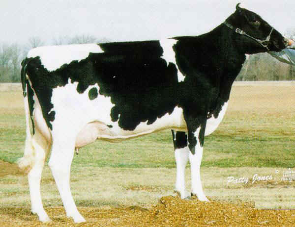 Vacca di razza Frisona Canadese