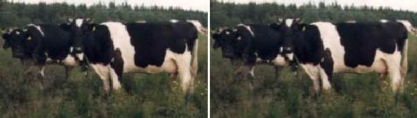 Vacche di razza Frisona Finnica