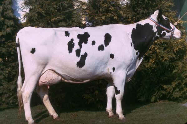 Vacca di razza Frisona Francese