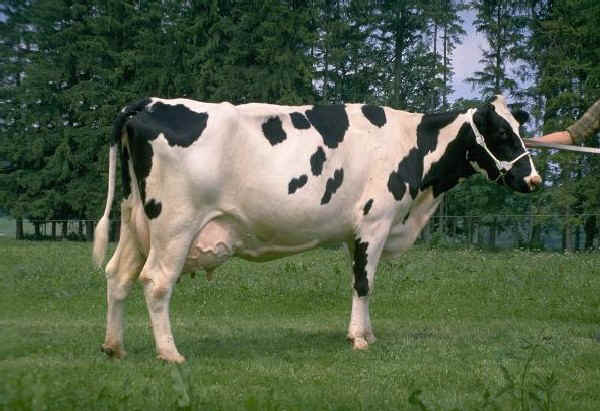 Vacca di razza Frisona Svizzera