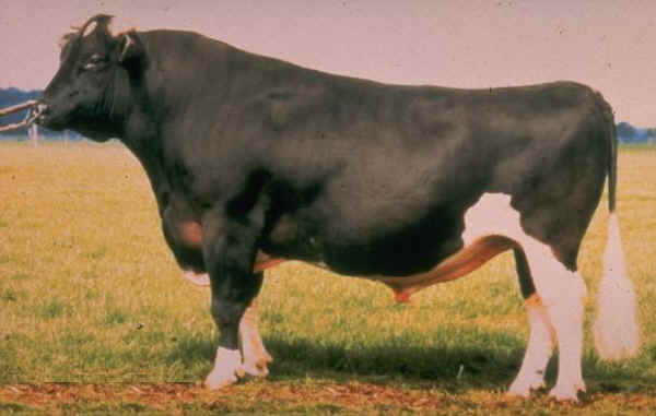 Toro di razza Frisona Tedesca 