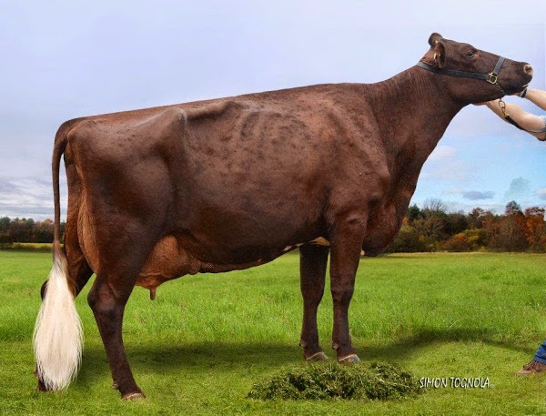 Vacca Illawarra