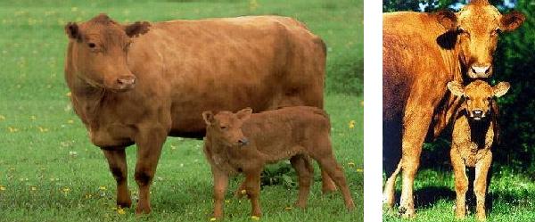 Vacca di razza Swedish Red Polled Cattle