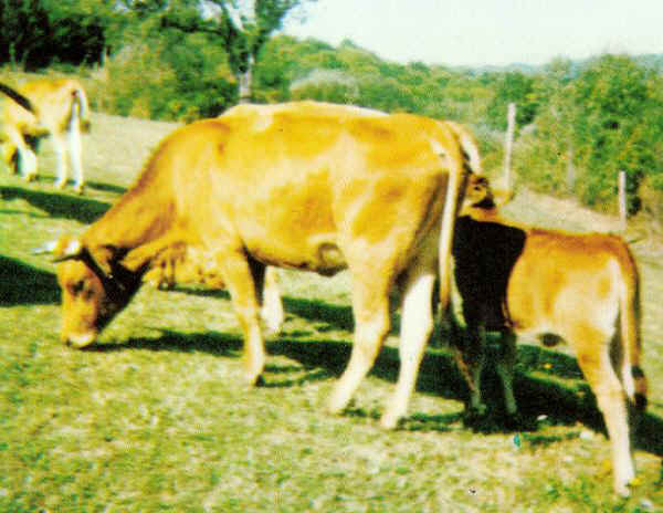 Vacca di razza Pontremolese