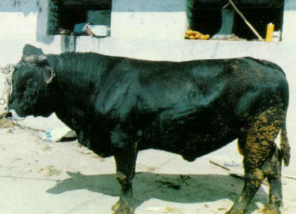 Toro di razza Agerolese