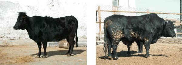 Vacca e toro di razza Anatolia Nera