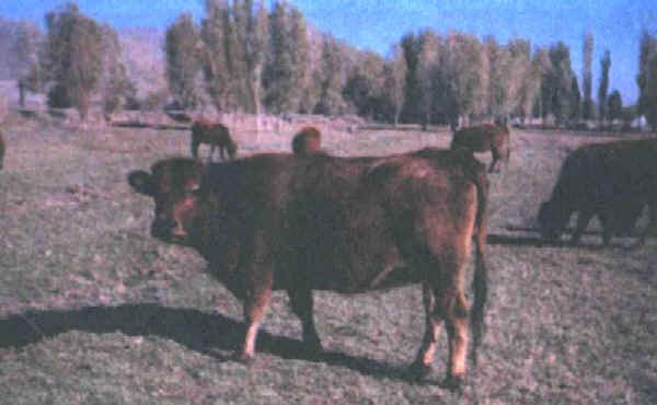 Vacca di razza Anatolia Rossa dell'Est