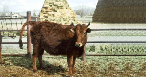 Vacca di razza Anatolia Rossa dell'Est